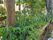 Casa / Sobrado para Venda em Caraguatatuba/SP Massaguaçu...