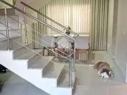 Casa / Sobrado para Venda em Goiânia/GO Setor Jaó 4 Quartos