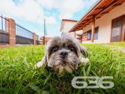 Casa / Sobrado para Venda em Joinville/SC João Costa 3...