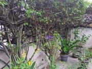 Casa / Sobrado para Venda em Niterói/RJ Fonseca 2 Quartos