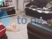 Casa / Sobrado para Venda em São Bernardo do Campo/SP...