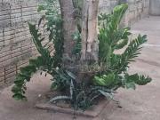 Casa / Sobrado para Venda em São José do Rio Preto/SP...