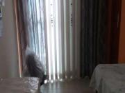 Casa / Sobrado para Venda em São Paulo/SP Jardim...