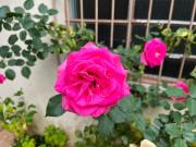 Casa / Sobrado para Venda em São Paulo/SP Jardim Carlu 3...