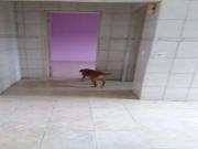 Casa / Sobrado para Venda em São Paulo/SP Jardim...