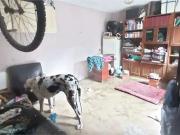 Casa / Sobrado para Venda em São Paulo/SP Jardim Rincão...