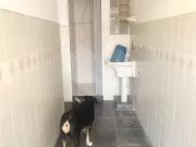 Casa / Sobrado para Venda em São Paulo/SP Mandaqui 2 Quartos