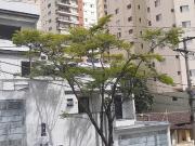 Casa / Sobrado para Venda em São Paulo/SP Santa...