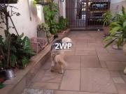 Casa / Sobrado para Venda em Santo André/SP Campestre 4...