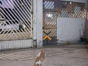 Casa / Sobrado para Venda em Santo André/SP Vila Cecília...