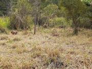 Casa / Sobrado para Venda em Suzano/SP Parque Cerejeiras...