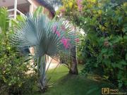 Casa / Sobrado para Venda em Ubatuba/SP Toninhas 3 Quartos
