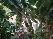 Casa térrea com 3 quartos à venda em Vila Albertina SP