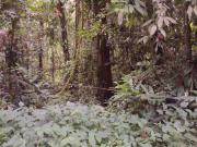 Terreno Venda Ubatuba SP FIGUEIRA