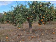 Casa Venta Lorca, La Hoya Almendricos Purias