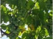 Casa Venta Trevélez, Trevélez