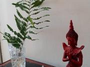 Casa Zen: gatos e privacidade