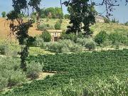 Casale Colonico Rustico in vendita a Offida, Collinare /...