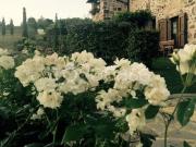 Casale in affitto a Radicofani, arredato, giardino...