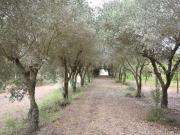 Case e ville in vendita di 405 m² in Località S&apos Arriali