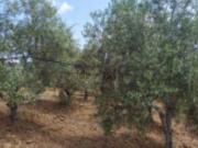 Case e ville in vendita di 530 m² in Contrada San Nicola