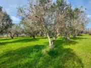 Case e ville in vendita di 5450 m² in Via castrì