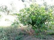 Case e ville in vendita di 570 m² in Via Vallone de Spuches