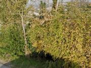 Case e ville in vendita di 643 m² in Via Osimo