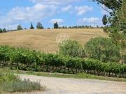 Castelfiorentino Firenze 67261998