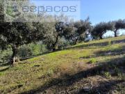 Castelo Branco Castelo Branco 83659300