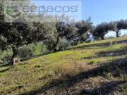 Castelo Branco Castelo Branco 83659300