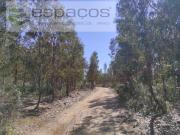 Castelo Branco Castelo Branco 92229038