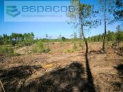 Castelo Branco Castelo Branco 93327381