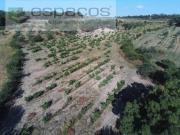 Castelo Branco Castelo Branco 94255238