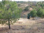 Castro Marim Faro 8950 011 82036437