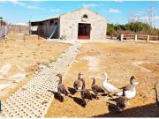 CAULINA CASA CON PARCELA DE 5.477M²