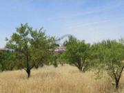 Cerca de Ronda Finca con Vivienda y 1,200 Olivos