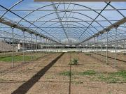 Cerco terreno o serre agricole da coltivare