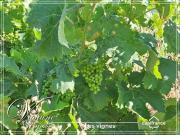 CESSERAS Languedoc Roussillon 34210 LS92191755