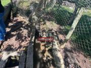 ChÃ¡cara BonfinÃ³polis 20 mil m2 2 Hectares