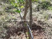 ChÃ¡cara para Venda em Ãlvares Machado, CHÃCARA ALTO DA...