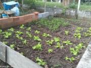 Chácara para Venda em Pinhalzinho, Zona Rural, 2...