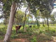 Chácara 02 ha lugar tranquilo, formada sem benfeitorias...