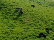 chacara 13 Hectares Bairro Freitas SJC SP