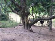 Chácara 2900 m² totalmente Plana Santa Branca SP