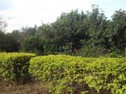 Chácara 36.000 m² com casa mobiliada Mirandópolis Cidade...
