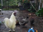 Chácara à venda em Antonina PR, Área Rural: 7 quartos, 1...