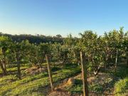 chácara à venda em Chácaras Alpina