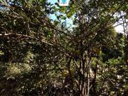 Chácara à venda no bairro Sítios de Recreio dos...