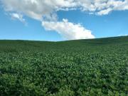 Chácara à venda ou locação, 120.000 m² Areia Branca dos...